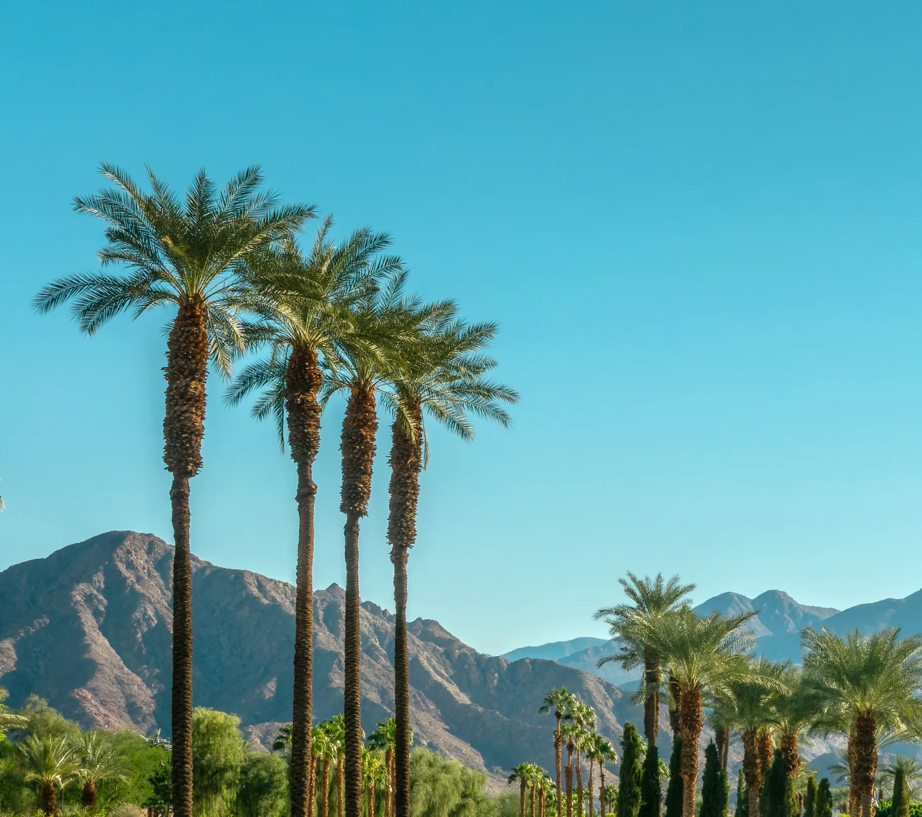 Palm trees and desert mountain panorama in Palm Springs, California.